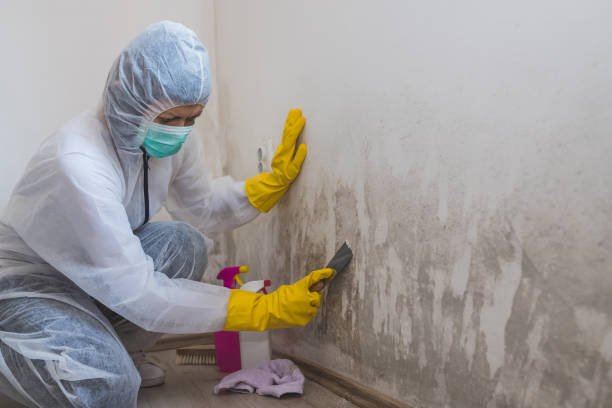 Best Basement Mold Removal  in Crested Butte, CO