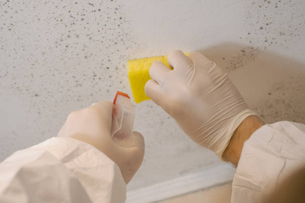 Best Environmental Consulting for Mold Prevention  in Crested Butte, CO