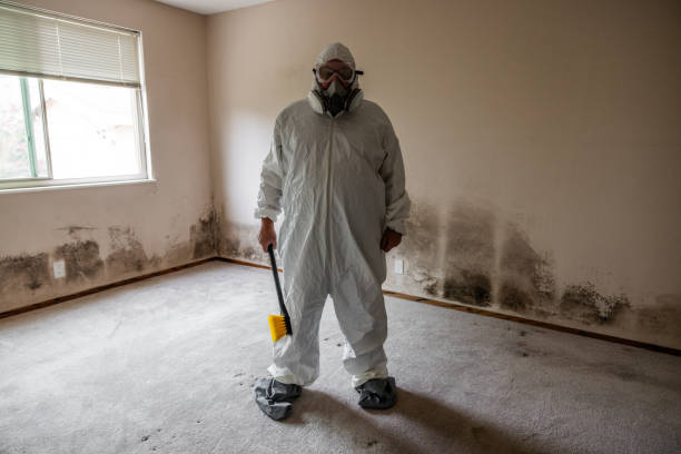 Professional Mold Removal in Crested Butte, CO