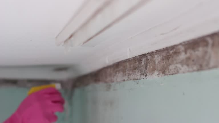 Best Emergency Mold Remediation  in Crested Butte, CO
